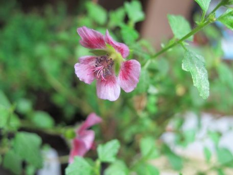 ANISODONTEA SCABROSA