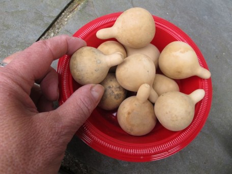 Tennessee Spinner Gourds Curbita pepo