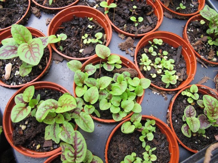 Rumex seeds, started outdoors, ready to be transplanted