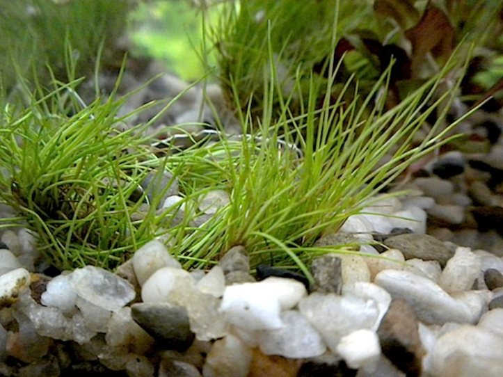 Dwarf Hairgrass (Eleocharis parvula)