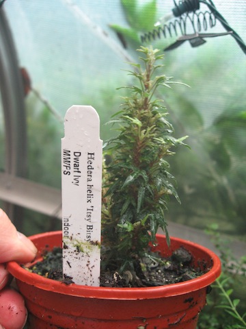 Hedera helix 'itsy bitsy'