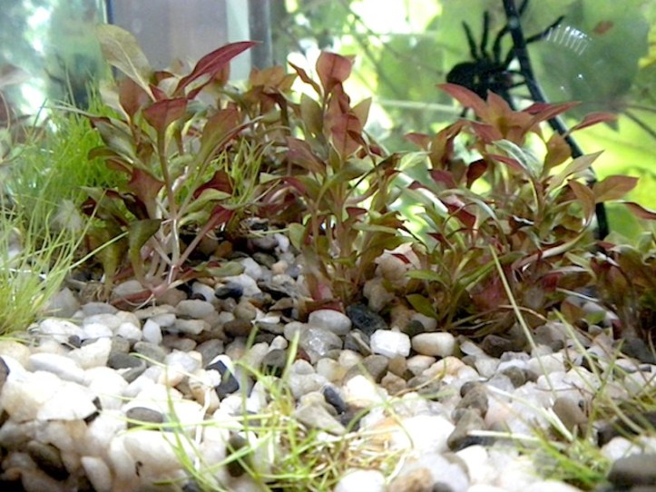 Alternanthera reineckii var. 'roseafolia', also called Telanthera Cardinalis