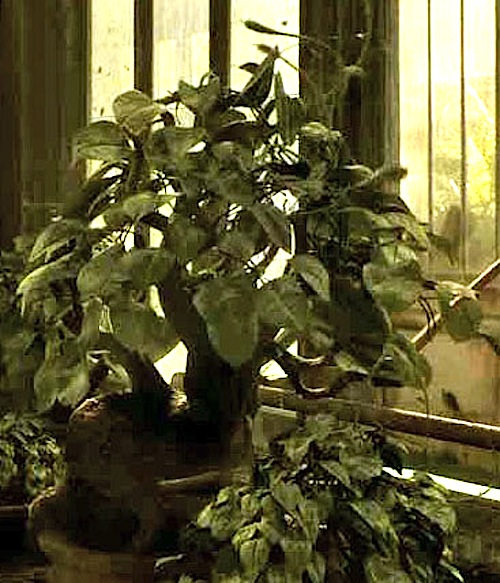 VenomousTentaculaHP6