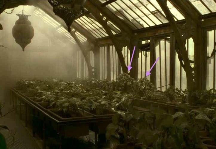 VenomousTentaculabywindow-HP6