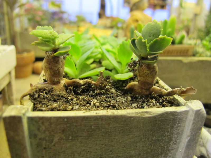 The baby Mandrakes are escaping!