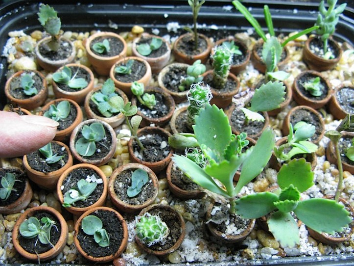miniplants1