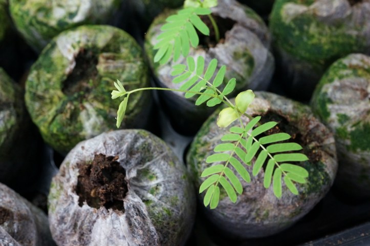 ALBIZIA: Chocolate Mimosa, turns red in bright sun
