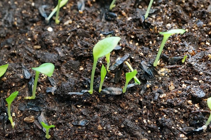 HOSTA SEEDS sprouting, from full size hostas in my yard. 6 weeks old.