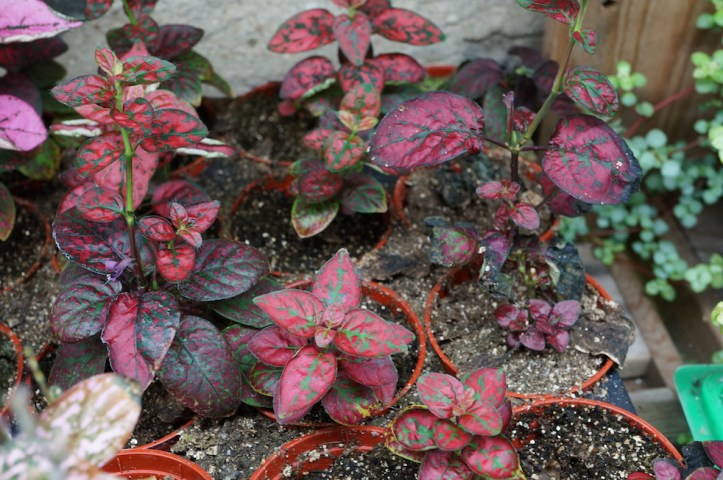 HYPOESTES, red only