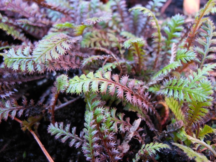 LEPTINELLA SQUALIDA 'PLATT'S BLACK'