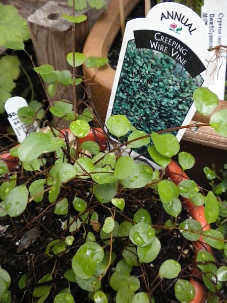 MUEHLENBECKIA COMPLEXA