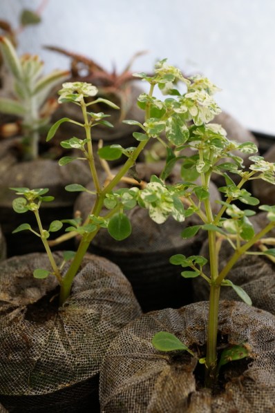 PILEA MICROPHYLLA VARIEAGATA